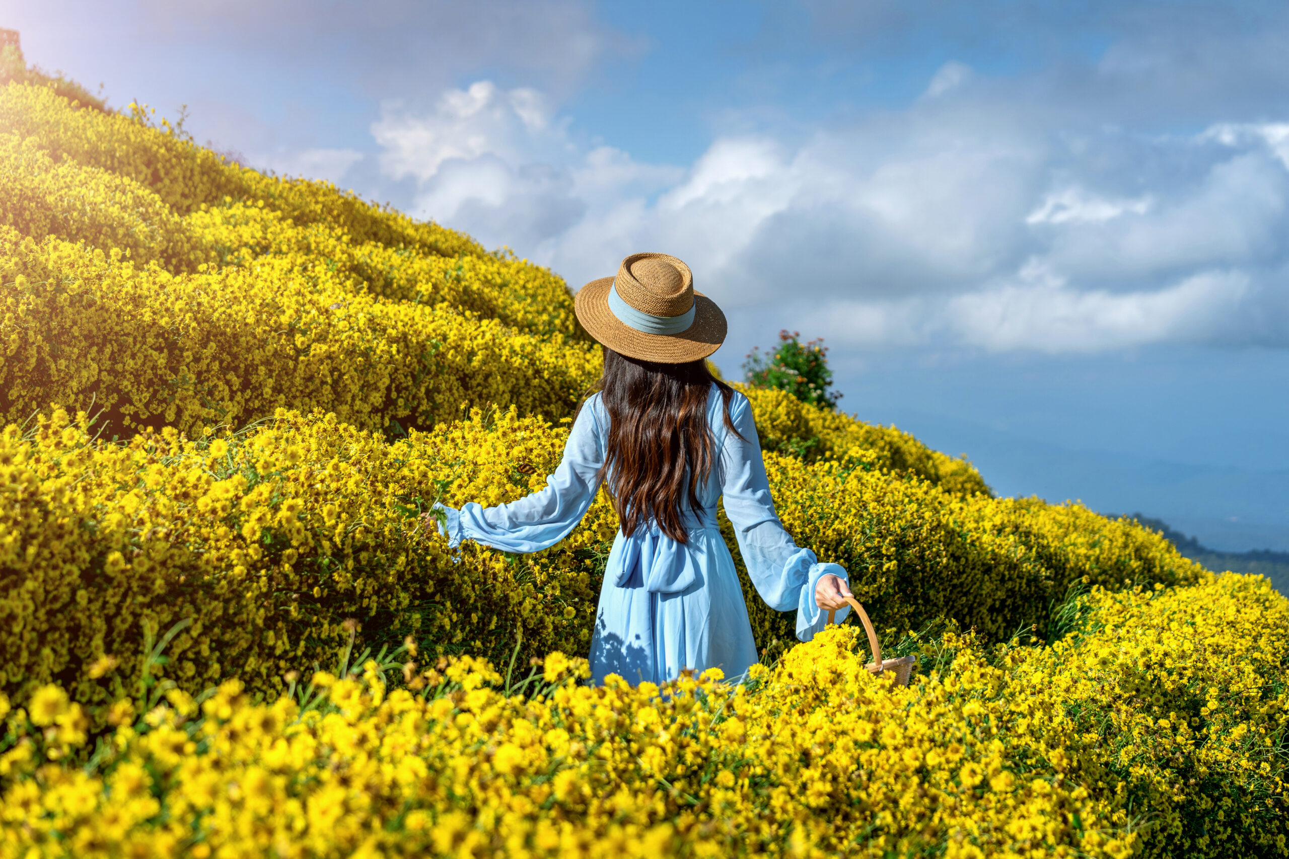 Pretty girl enjoying in chrysanthemums field in Chiang mai, Thailand.